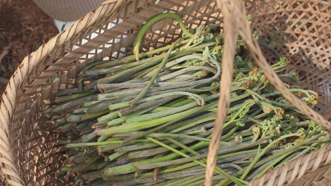 春季美食品鑒?陜西省鎮(zhèn)坪縣人的春天，都吃什么呢？