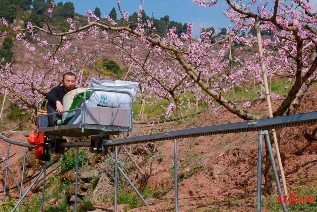 2分鐘“走”完1小時(shí)山路，龍泉山水蜜桃將坐上“空中快遞”