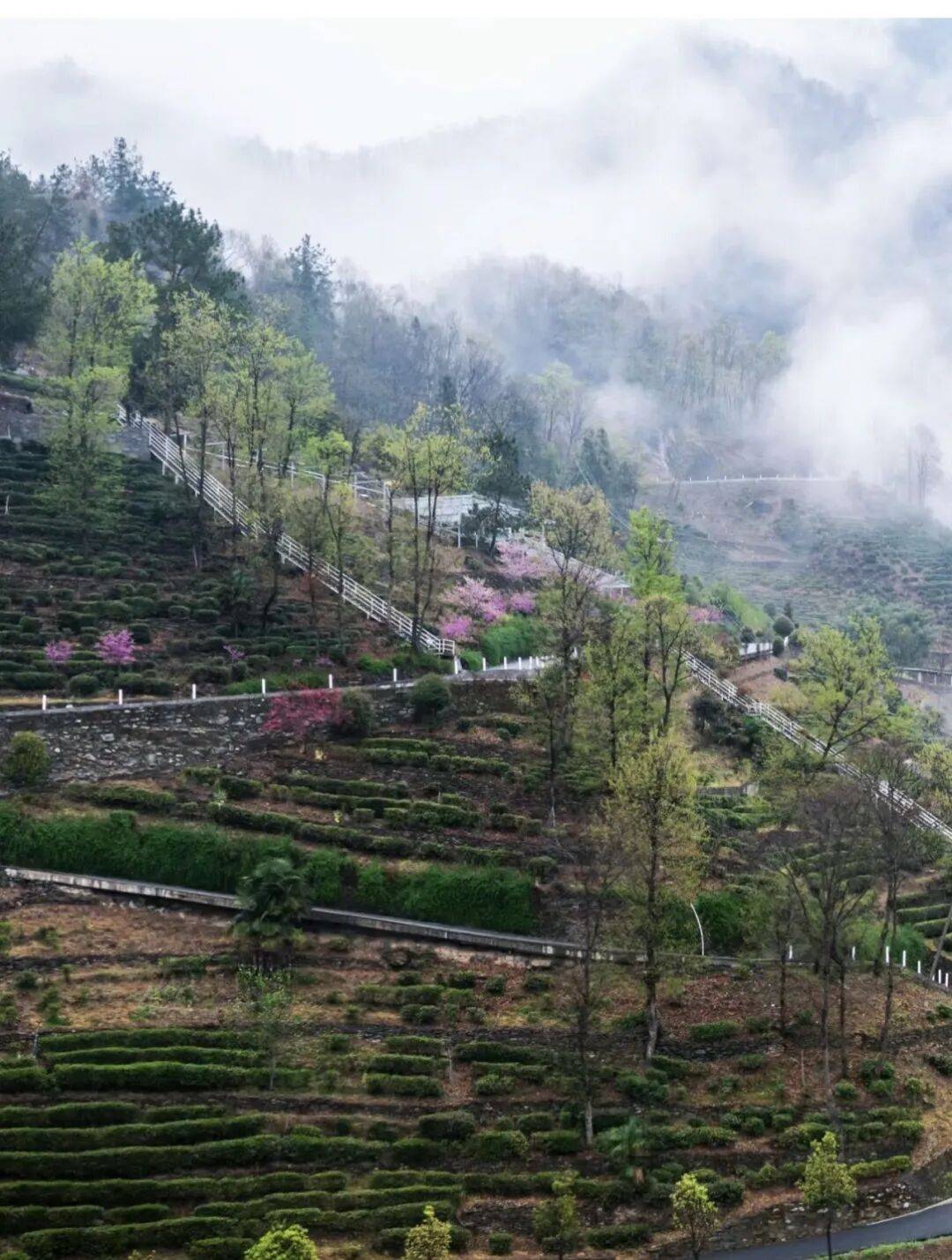 春季美食品鑒?陜西省鎮(zhèn)坪縣人的春天，都吃什么呢？