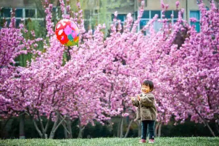 美景+美食！運(yùn)城踏春賞花路線上新！5條供選！