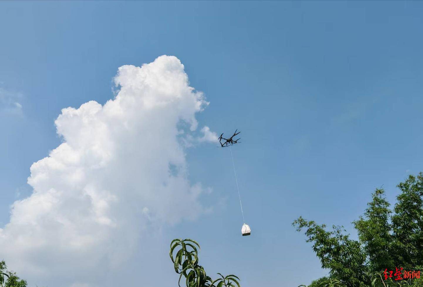 2分鐘“走”完1小時(shí)山路，龍泉山水蜜桃將坐上“空中快遞”