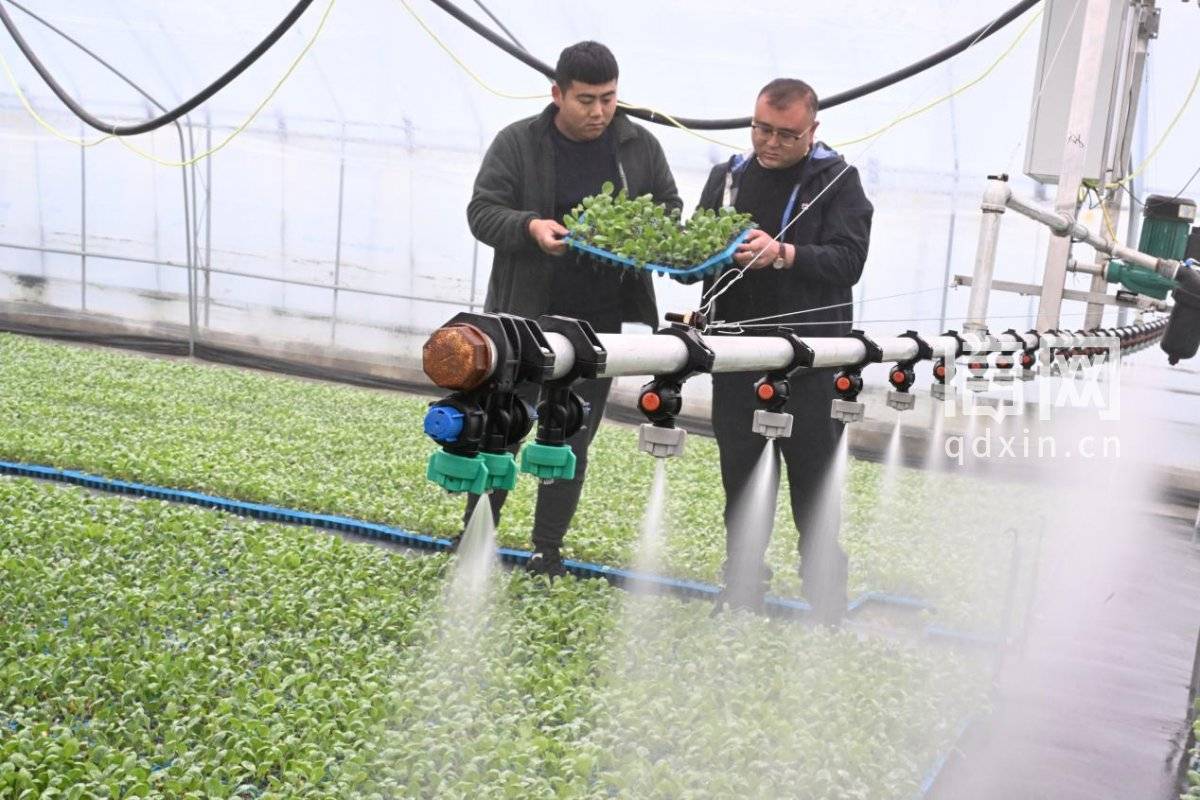 即墨移風(fēng)店鎮(zhèn)春耕忙 科技育苗助農(nóng)興