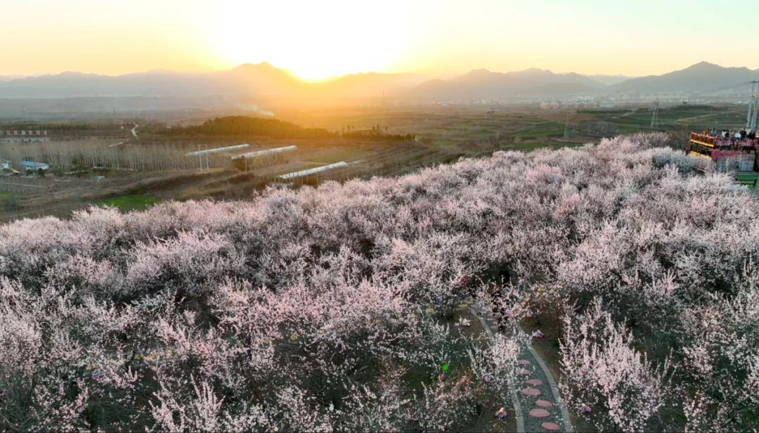 美景+美食！運(yùn)城踏春賞花路線上新！5條供選！