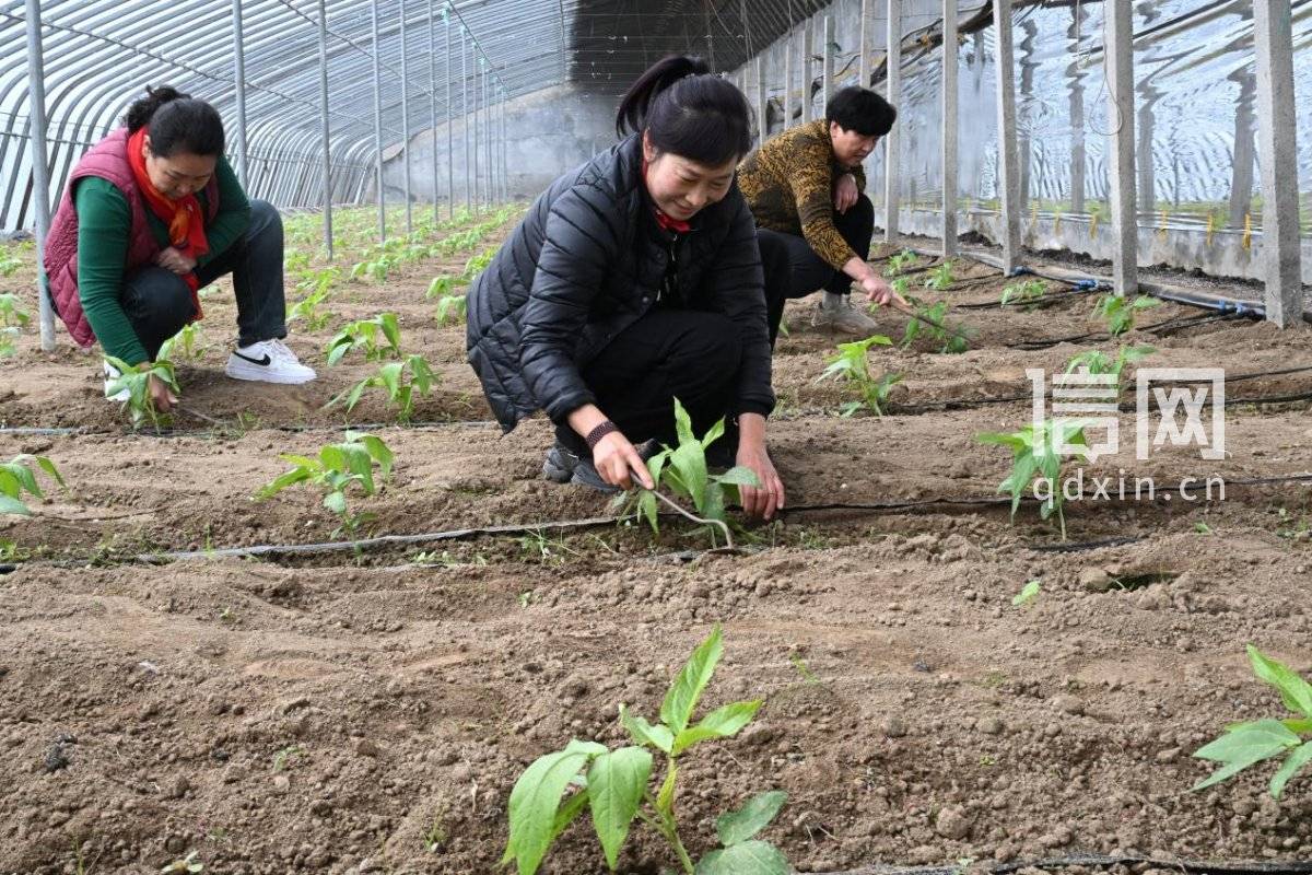 即墨移風(fēng)店鎮(zhèn)春耕忙 科技育苗助農(nóng)興