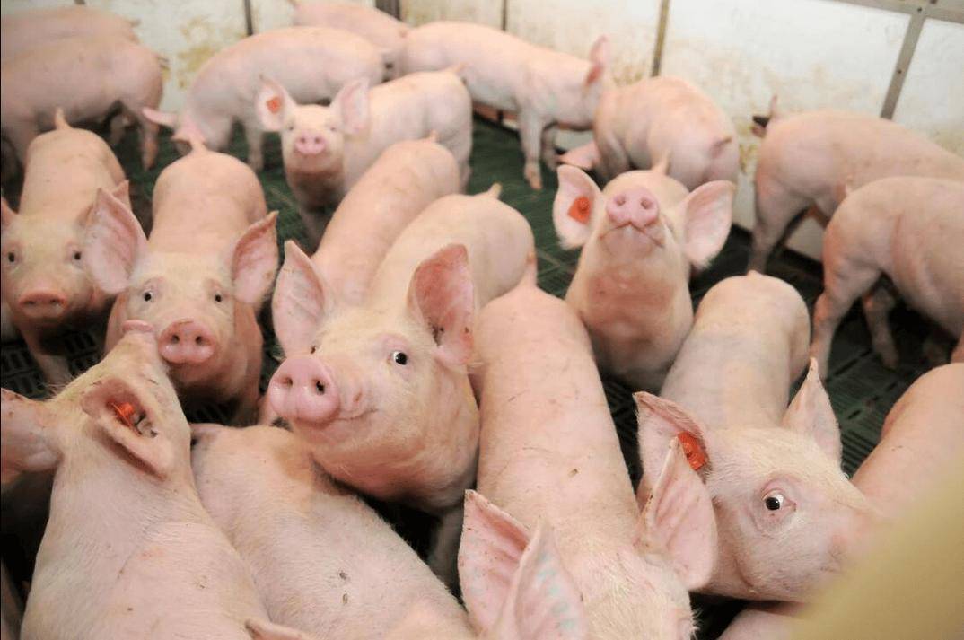 仔豬拉黃白痢什么原因引起？先查這幾點，建議收藏備用！