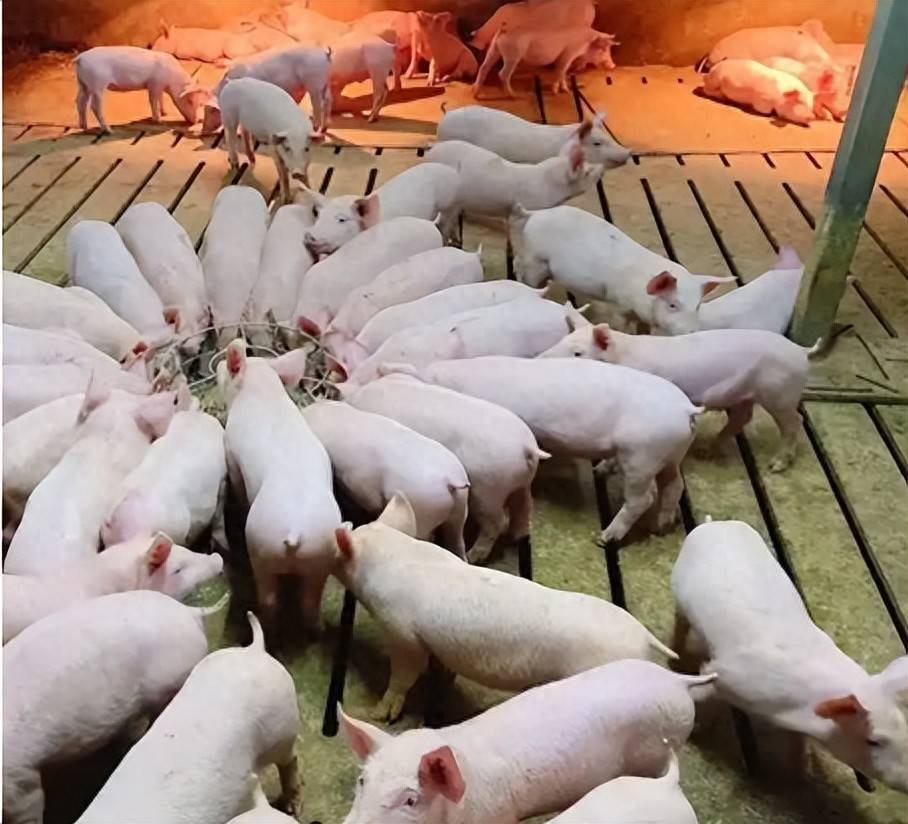 斷奶仔豬怎樣喂長得快？這樣喂就能快速長膘！