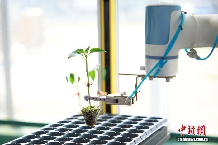 浙江桐鄉(xiāng)：科技育苗助春耕