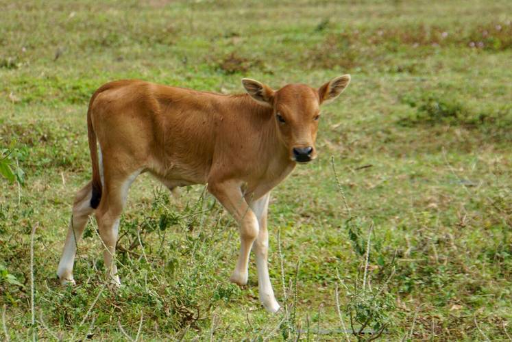 出生小牛犢拉稀怎么辦？獸醫(yī)詳解，建議收藏！