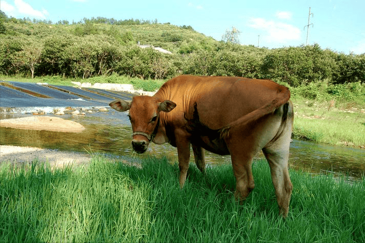 出生小牛犢拉稀怎么辦？獸醫(yī)詳解，建議收藏！