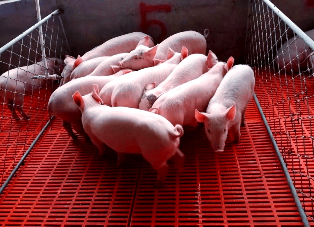 斷奶仔豬怎樣喂長得快？這樣喂就能快速長膘！