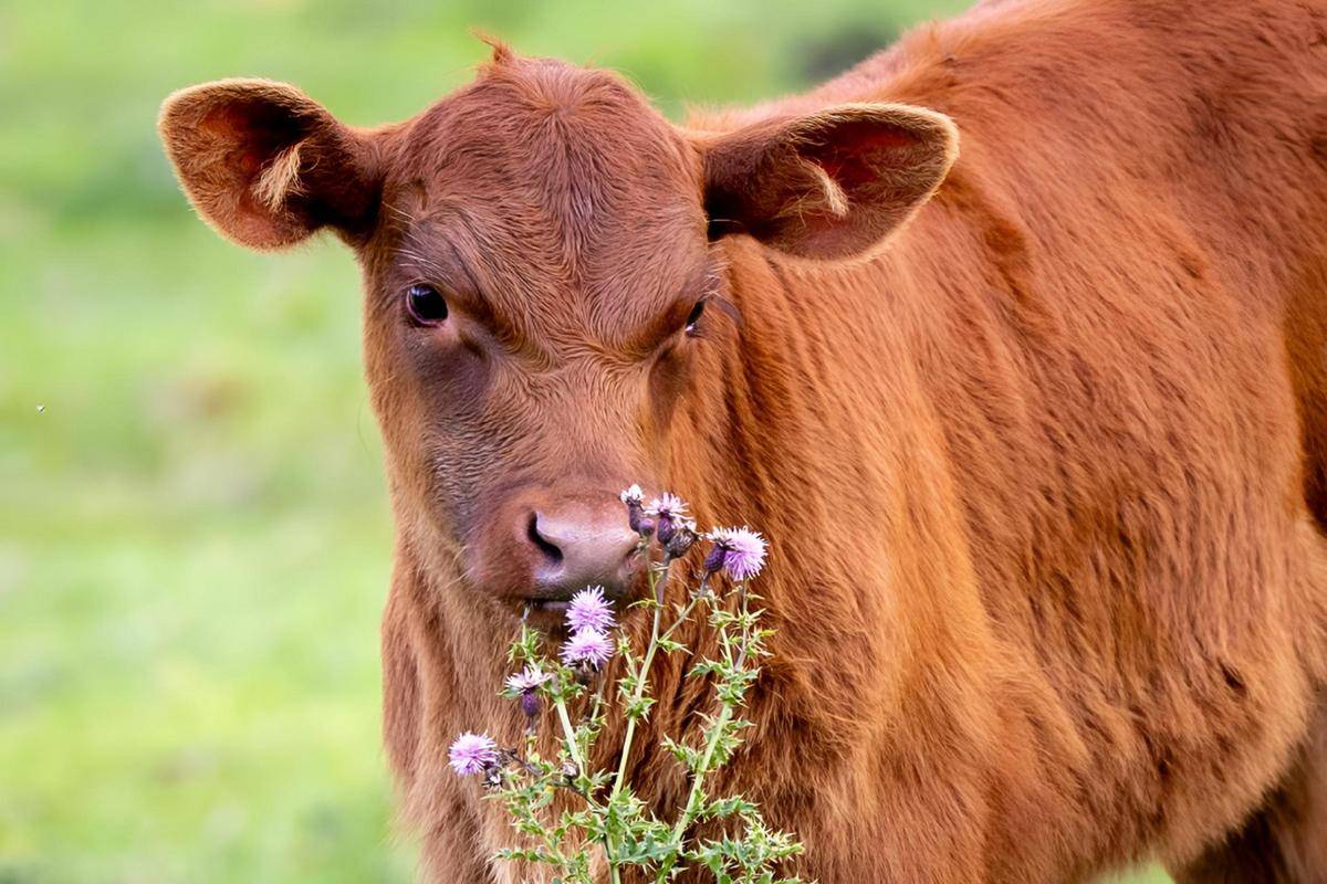 出生小牛犢拉稀怎么辦？獸醫(yī)詳解，建議收藏！