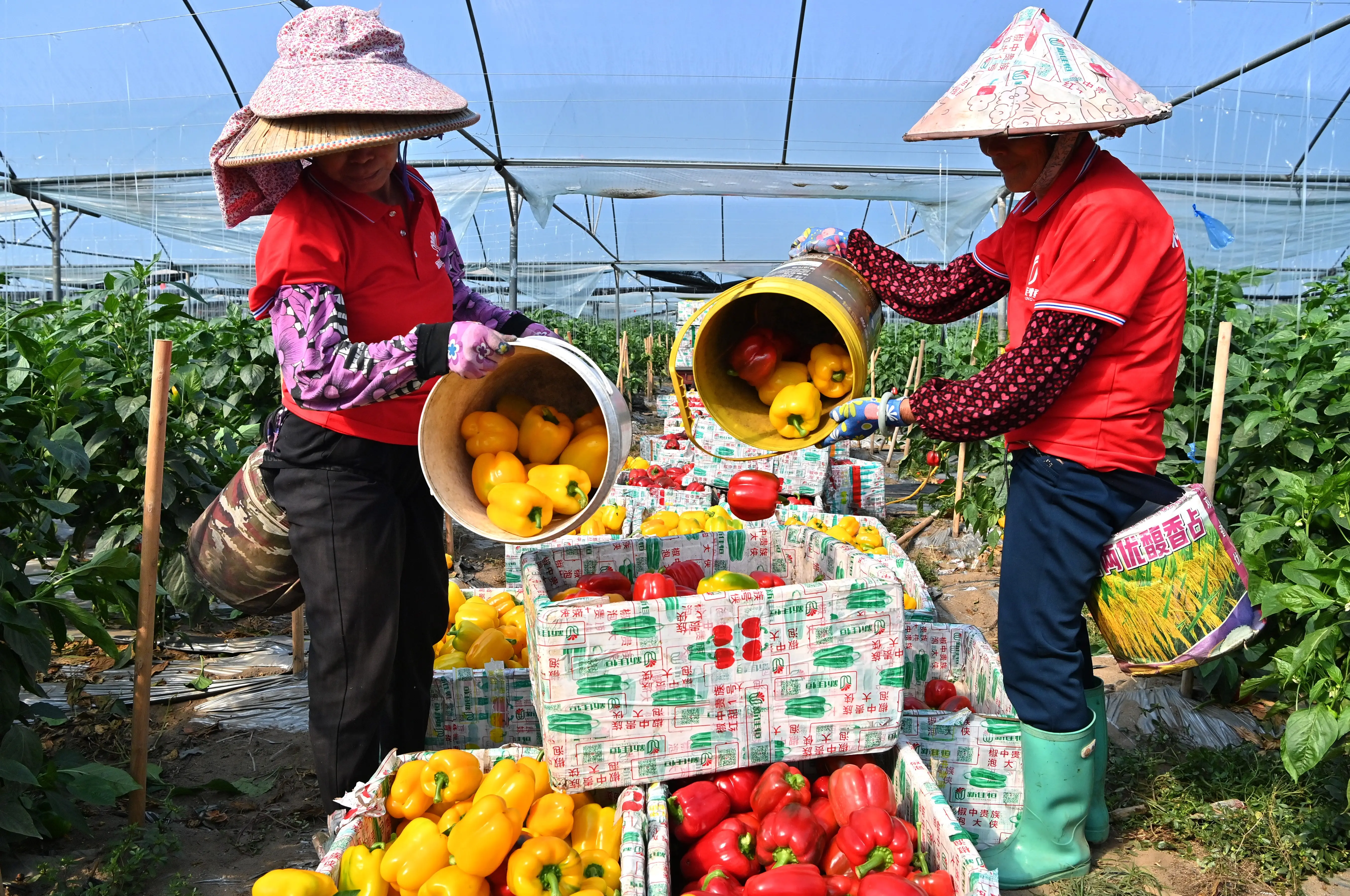 廣西合浦設(shè)施農(nóng)業(yè)快速發(fā)展