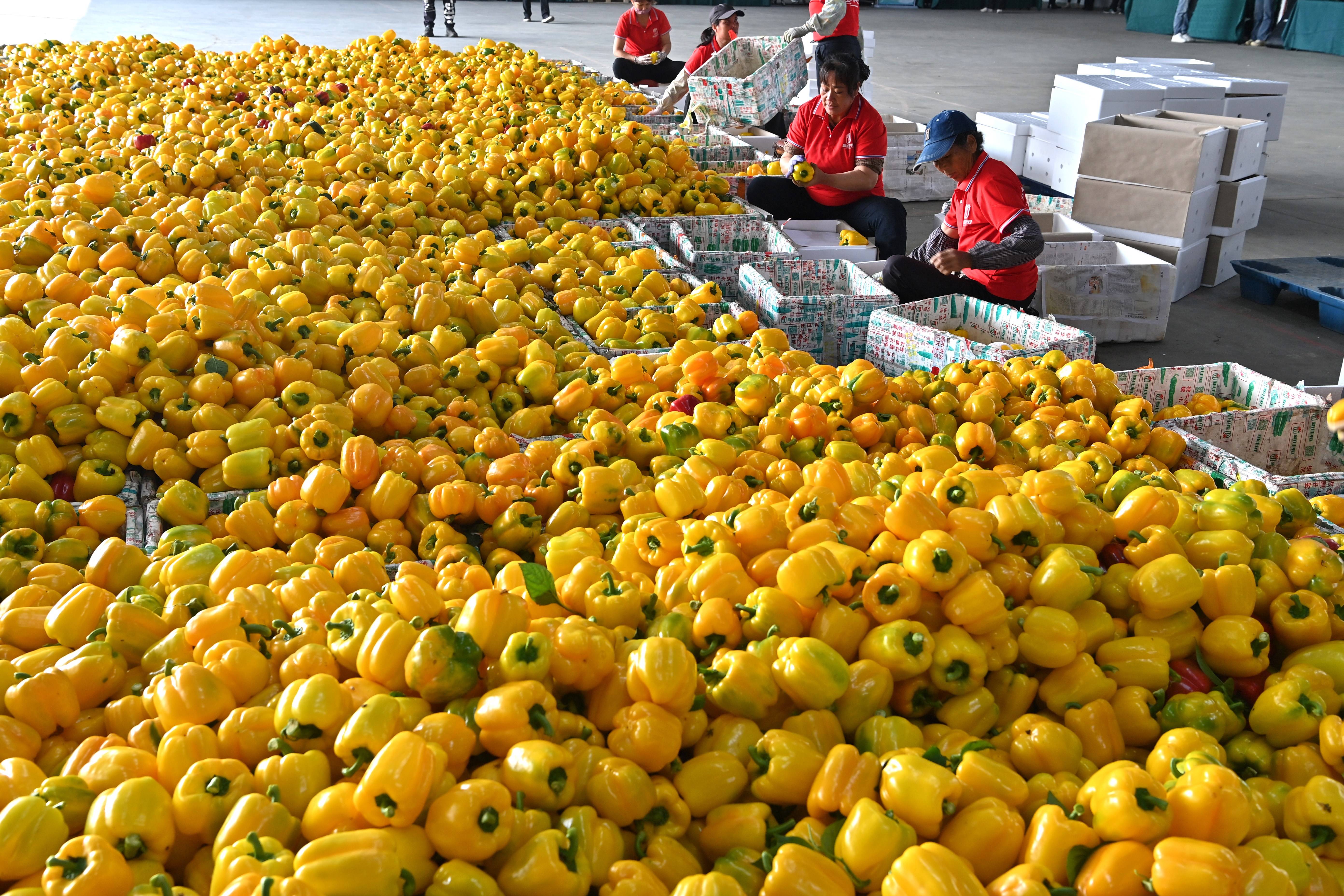 廣西合浦設(shè)施農(nóng)業(yè)快速發(fā)展