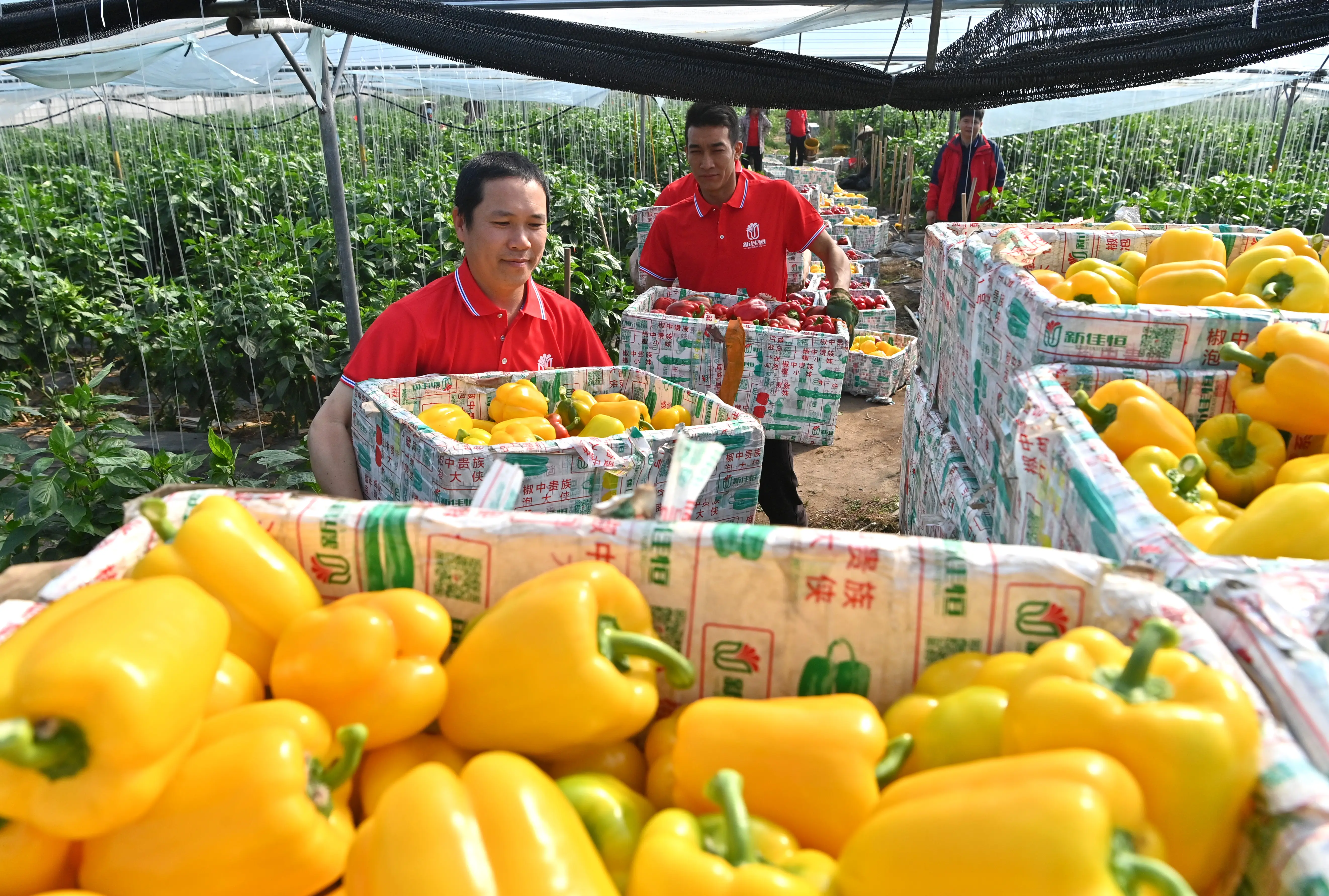 廣西合浦設(shè)施農(nóng)業(yè)快速發(fā)展