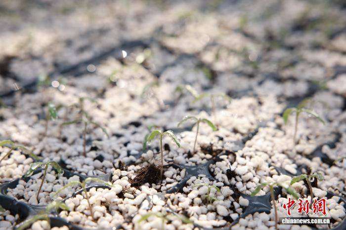 浙江桐鄉(xiāng)：科技育苗助春耕