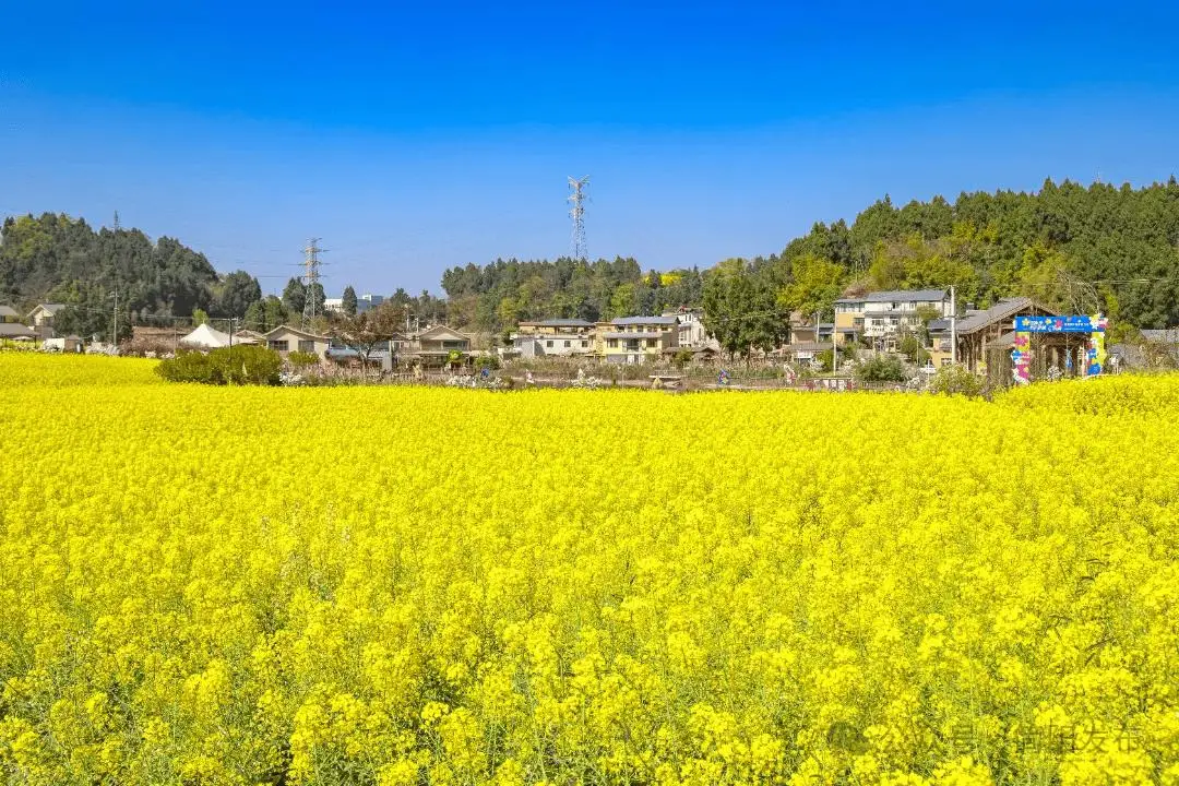 石鐘鎮(zhèn)前鋒村：春日盛景激活鄉(xiāng)村旅游新動能