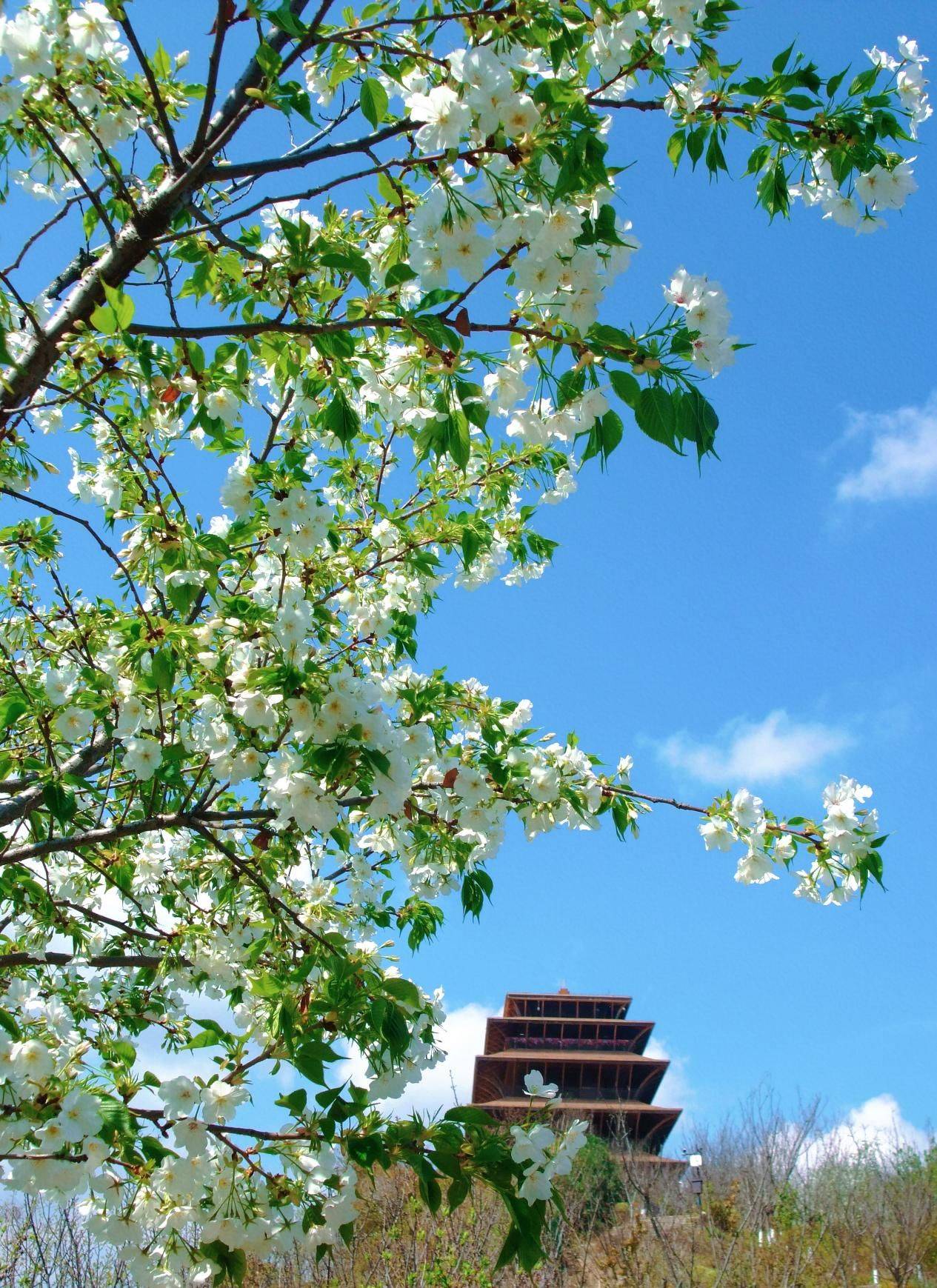 快收藏！丹景臺春日賞花徒步攻略來了