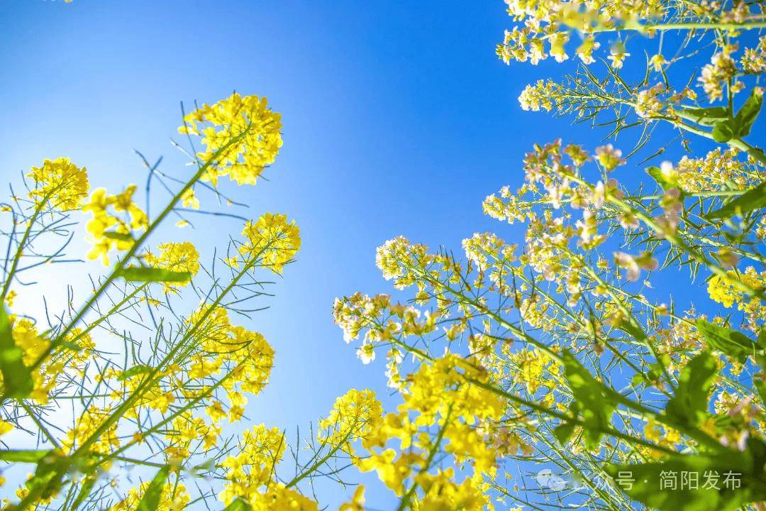 石鐘鎮(zhèn)前鋒村：春日盛景激活鄉(xiāng)村旅游新動能