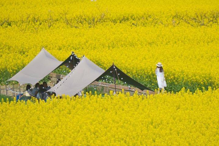 原創(chuàng)太原規(guī)模最大的油菜花即將上線，超級壯觀，提前收藏、不要錯過！