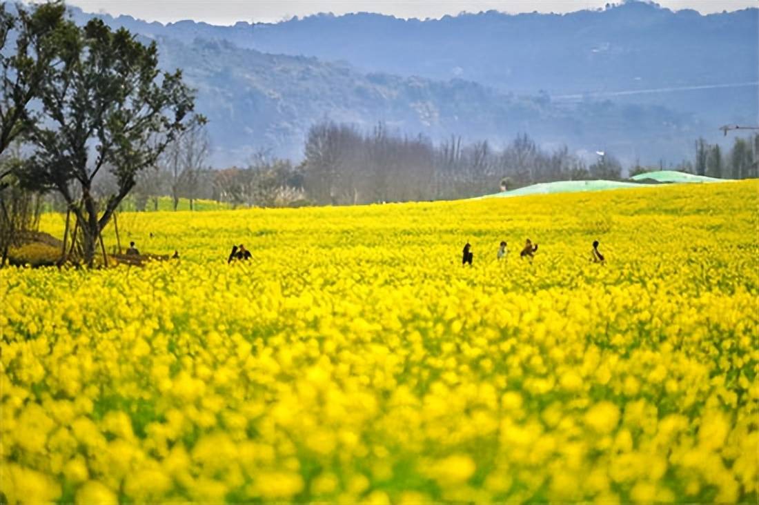原創(chuàng)太原規(guī)模最大的油菜花即將上線，超級壯觀，提前收藏、不要錯過！