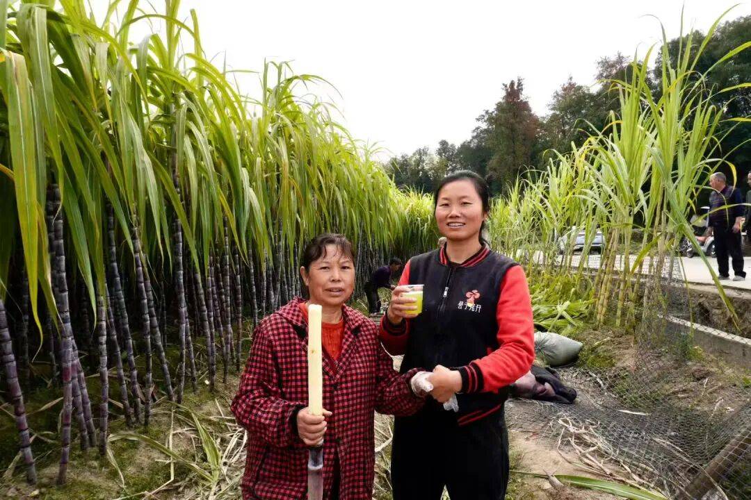 湖南巷子花開農(nóng)業(yè)科技有限公司招聘公告