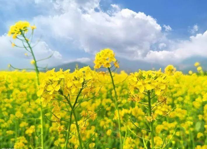原創(chuàng)太原規(guī)模最大的油菜花即將上線，超級壯觀，提前收藏、不要錯過！