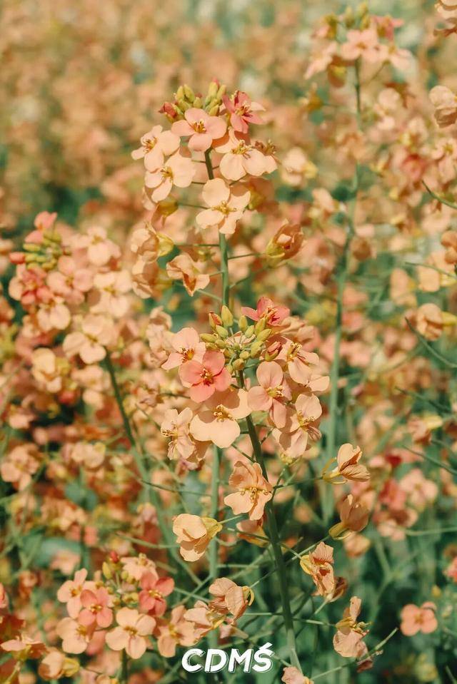 收藏！新津美食地圖更新了