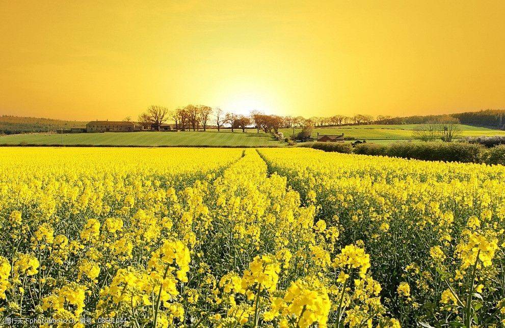 原創(chuàng)太原規(guī)模最大的油菜花即將上線，超級壯觀，提前收藏、不要錯過！