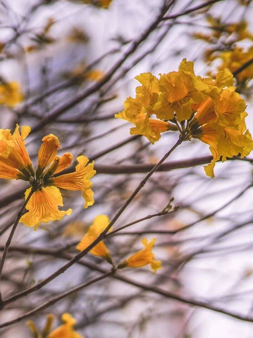 收藏！泉州春日賞花去哪里？花期+地址全攻略