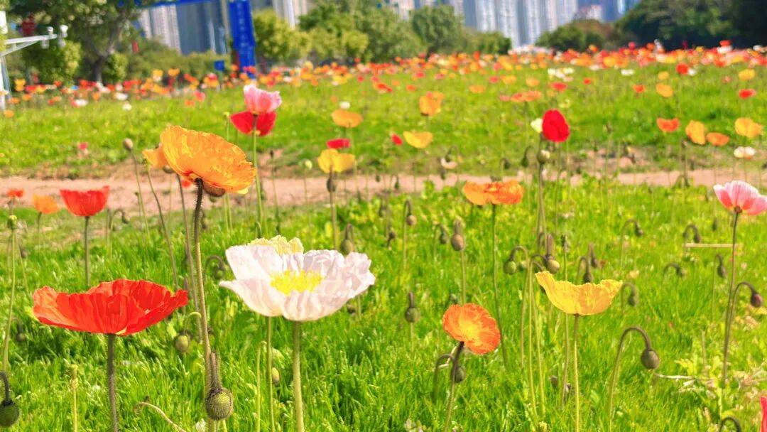 收藏！泉州春日賞花去哪里？花期+地址全攻略