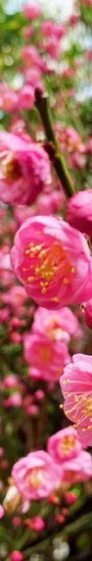 收藏！泉州春日賞花去哪里？花期+地址全攻略