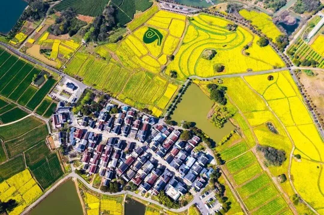 不用跑遠(yuǎn)！南京市區(qū)及周邊油菜花地圖，收藏出發(fā)