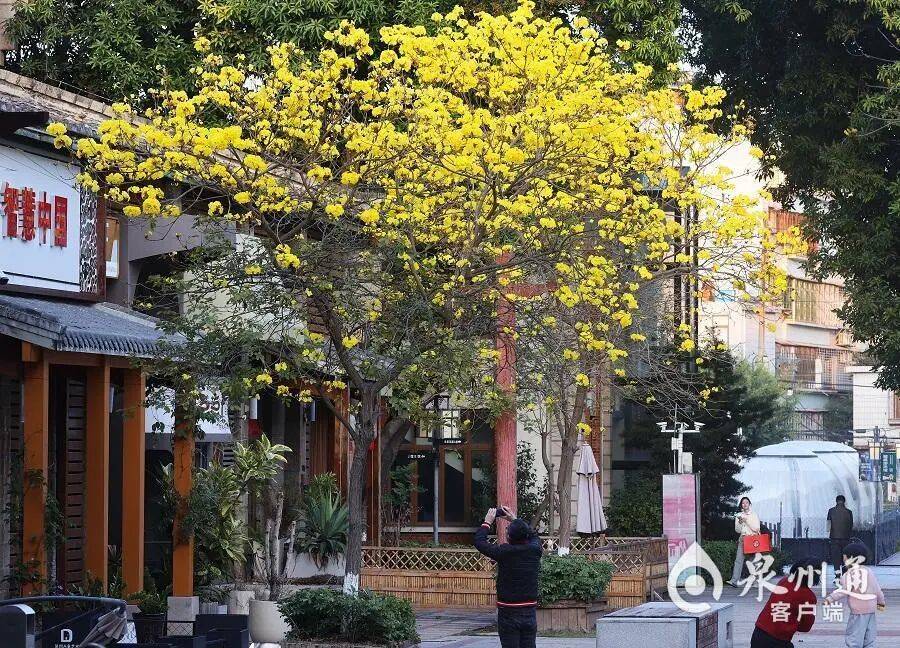 收藏！泉州春日賞花去哪里？花期+地址全攻略