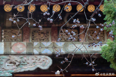 收藏了解！故宮里的小眾花木也值得一看