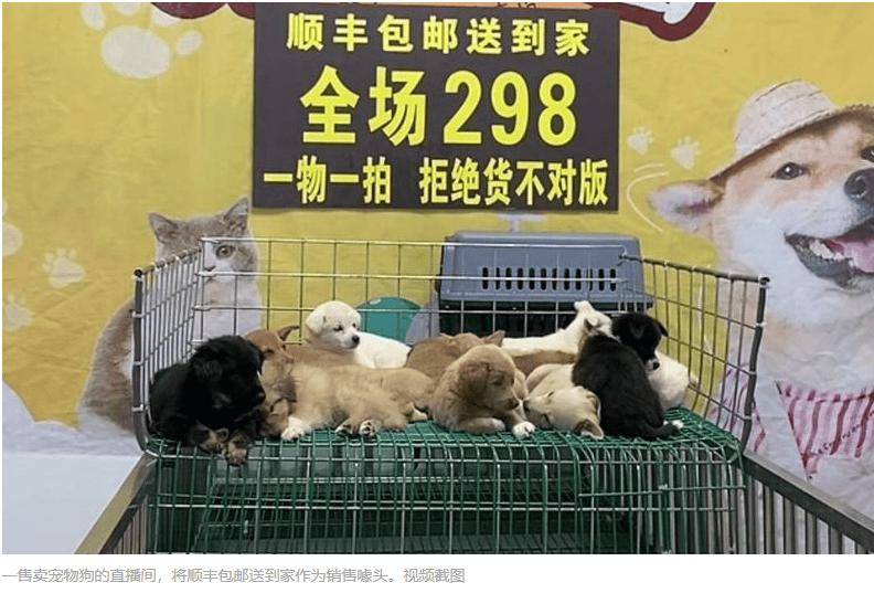 快遞面單上沒寫“這是生命”：青島膠州，一場(chǎng)400只幼犬無法抵達(dá)的運(yùn)輸