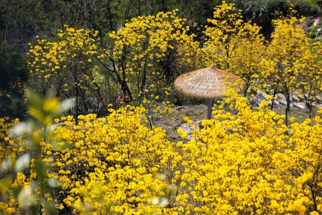 收藏！泉州春日賞花去哪里？花期+地址全攻略