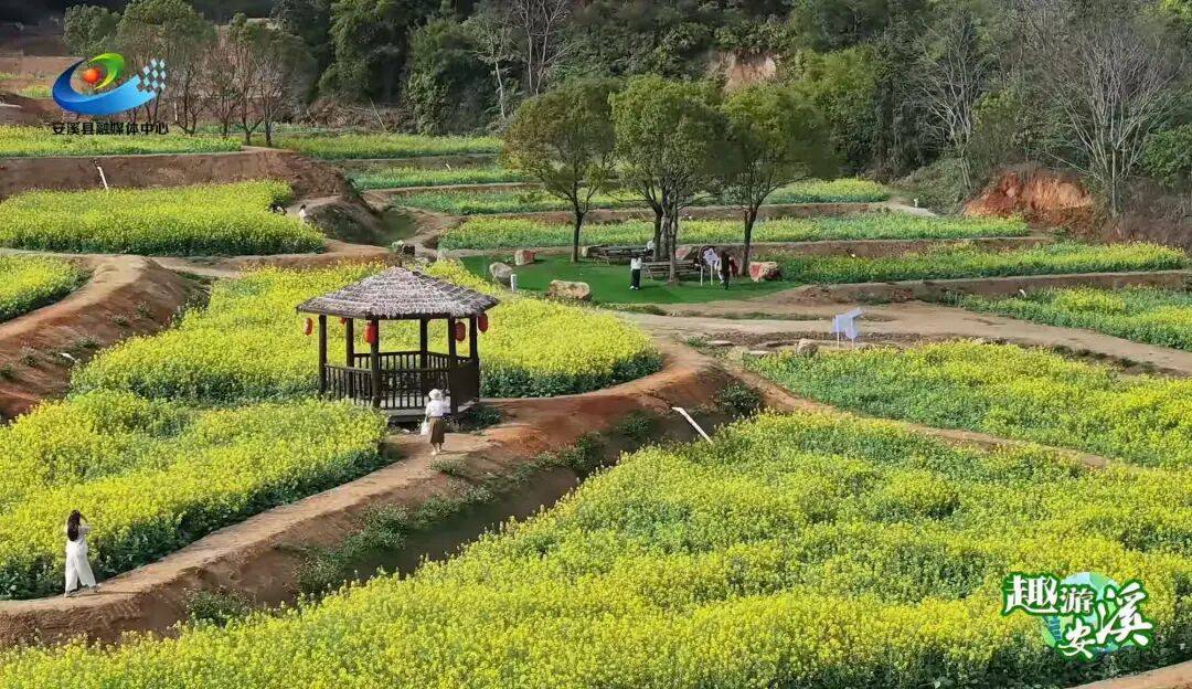 收藏！泉州春日賞花去哪里？花期+地址全攻略