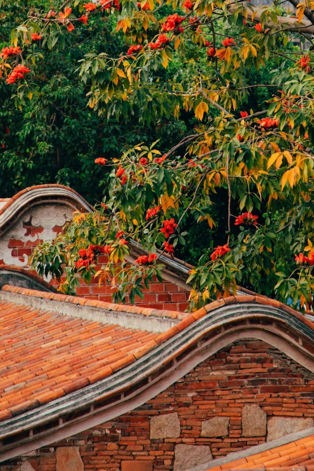 收藏！泉州春日賞花去哪里？花期+地址全攻略