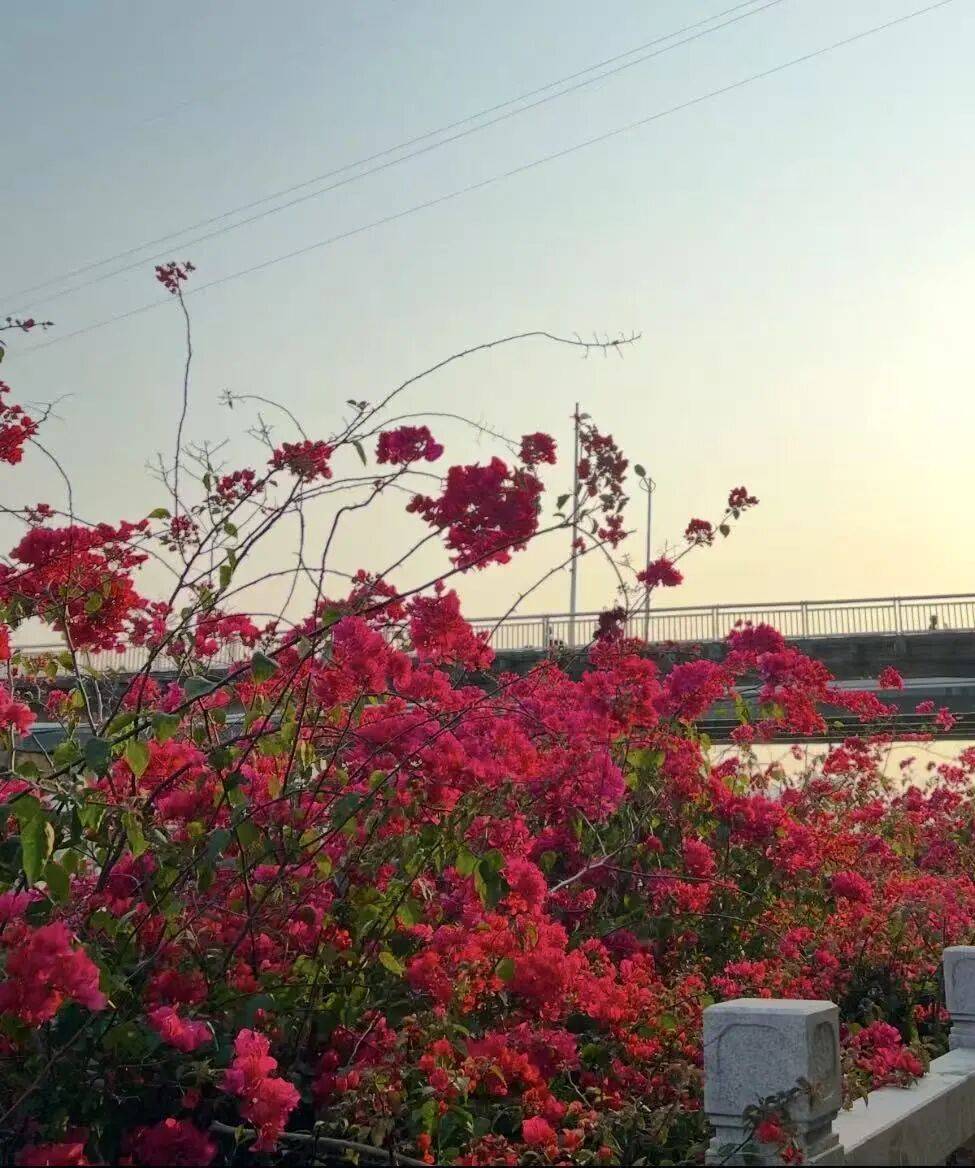 收藏！泉州春日賞花去哪里？花期+地址全攻略