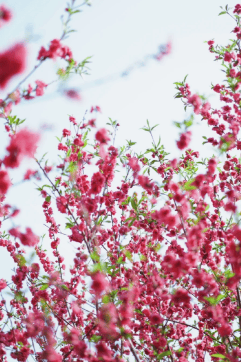 收藏！泉州春日賞花去哪里？花期+地址全攻略