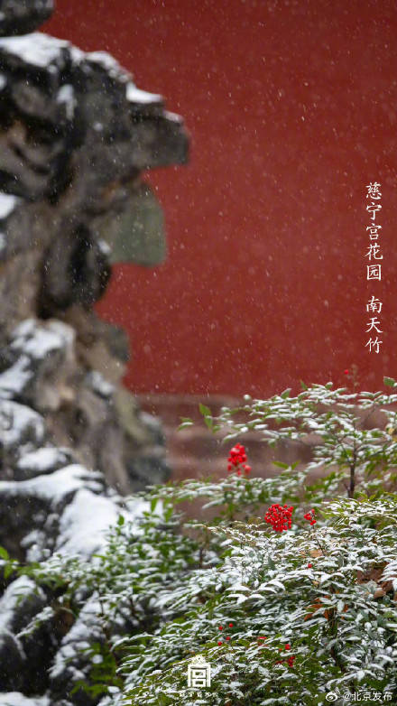 收藏了解！故宮里的小眾花木也值得一看