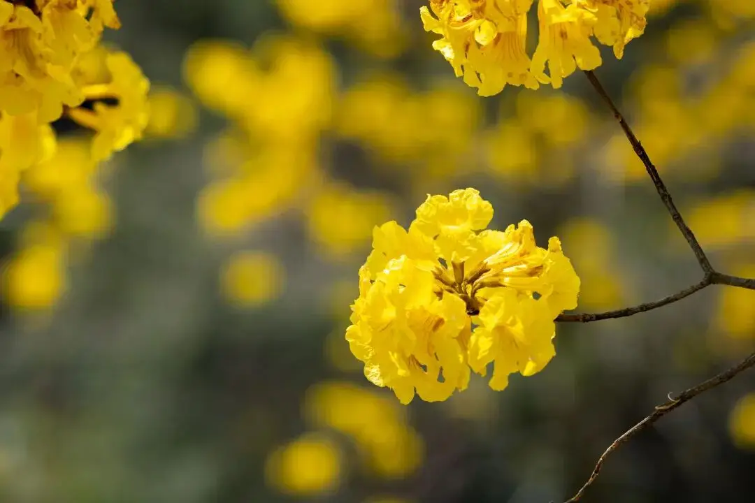 收藏！泉州春日賞花去哪里？花期+地址全攻略