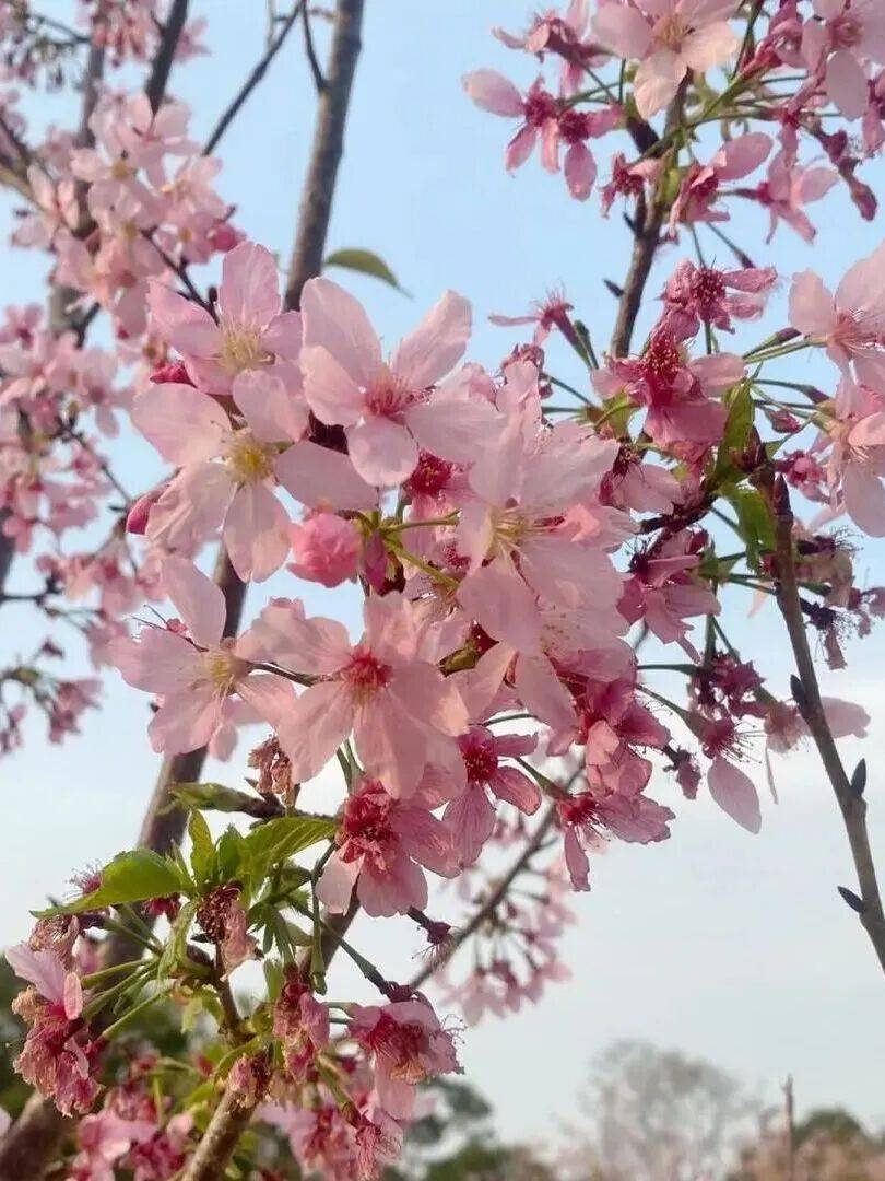 收藏！泉州春日賞花去哪里？花期+地址全攻略