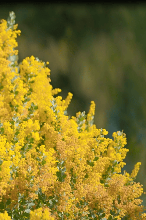 收藏！泉州春日賞花去哪里？花期+地址全攻略