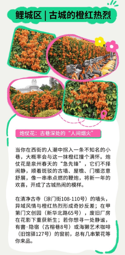 收藏！泉州春日賞花去哪里？花期+地址全攻略