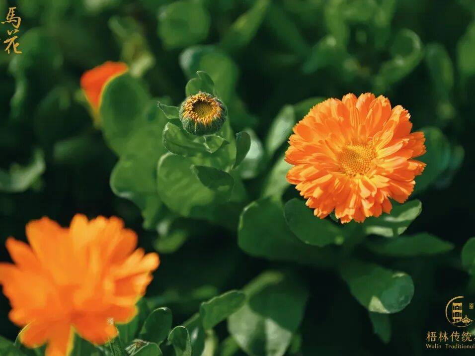 收藏！泉州春日賞花去哪里？花期+地址全攻略