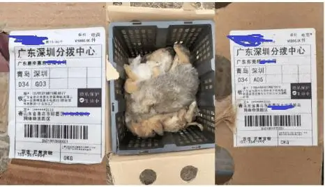 快遞面單上沒寫“這是生命”：青島膠州，一場(chǎng)400只幼犬無法抵達(dá)的運(yùn)輸