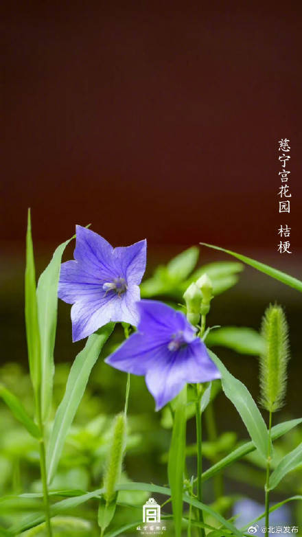 收藏了解！故宮里的小眾花木也值得一看