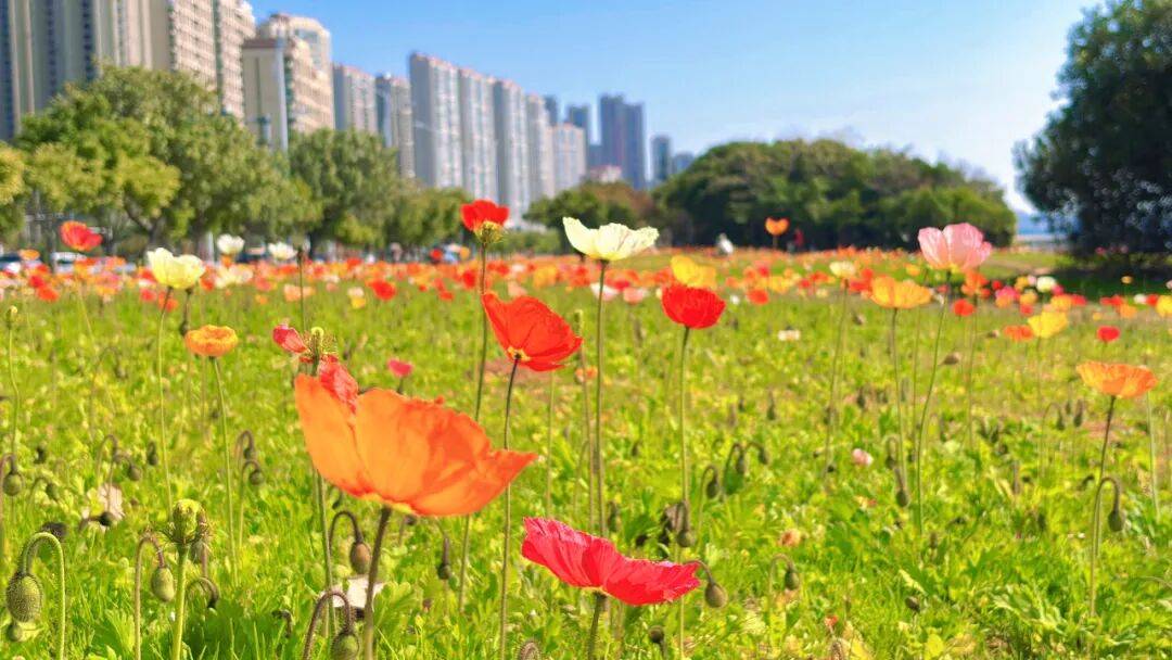 收藏！泉州春日賞花去哪里？花期+地址全攻略