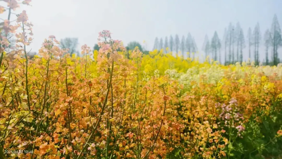 不用跑遠(yuǎn)！南京市區(qū)及周邊油菜花地圖，收藏出發(fā)